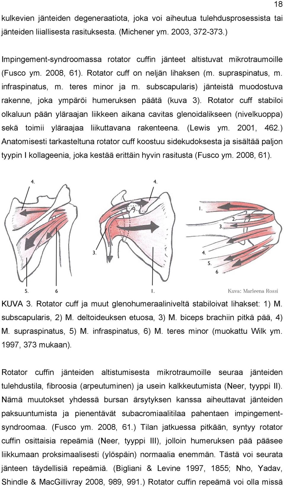 subscapularis) jänteistä muodostuva rakenne, joka ympäröi humeruksen päätä (kuva 3).