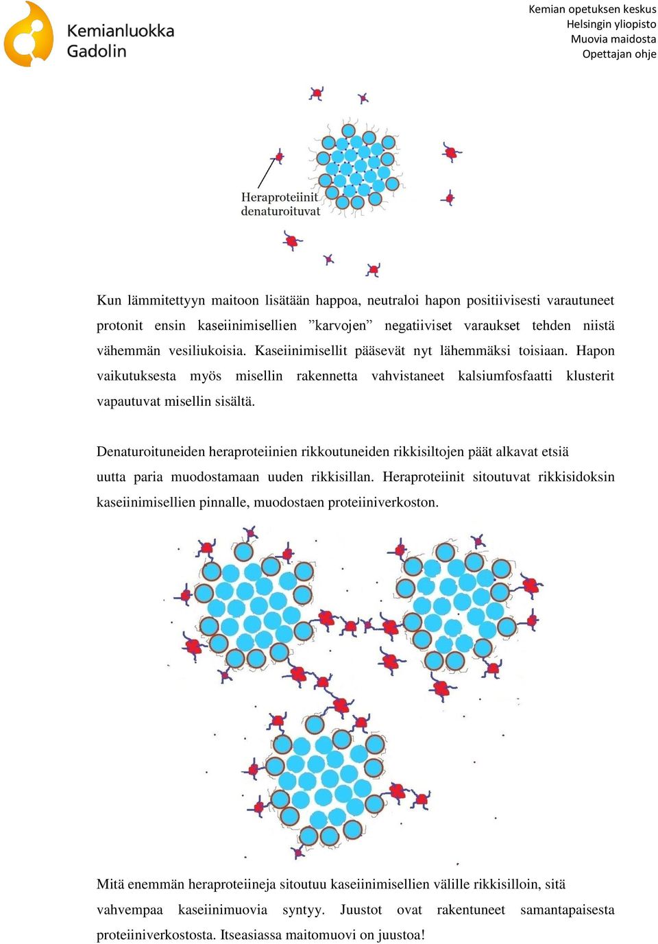 Denaturoituneiden heraproteiinien rikkoutuneiden rikkisiltojen päät alkavat etsiä uutta paria muodostamaan uuden rikkisillan.