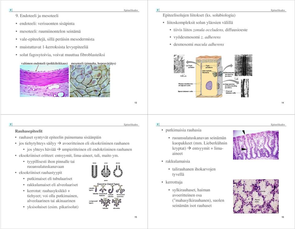 mesodermista muistuttavat 1-kerroksista levyepiteeliä vyödesmosomi z.