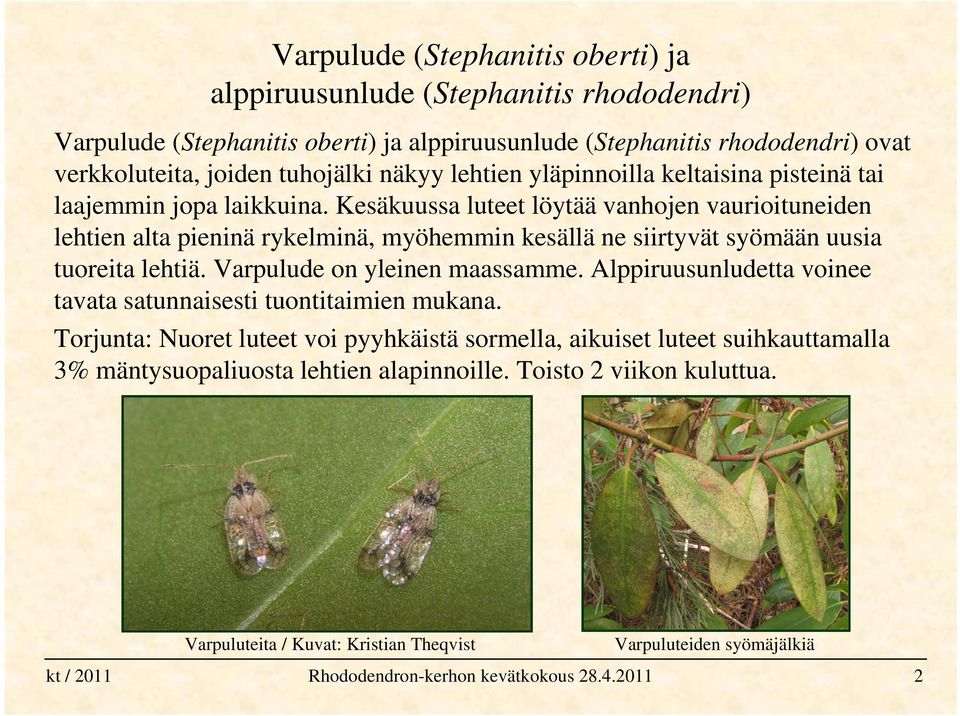 Kesäkuussa luteet löytää vanhojen vaurioituneiden lehtien alta pieninä rykelminä, myöhemmin kesällä ne siirtyvät syömään uusia tuoreita lehtiä. Varpulude on yleinen maassamme.