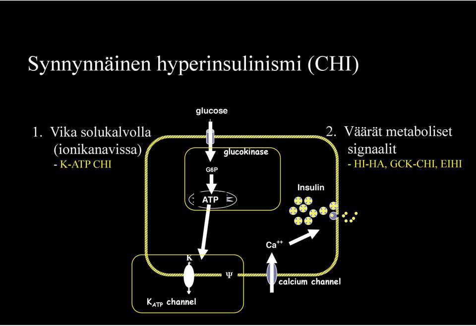 G6P glucokinase 2.