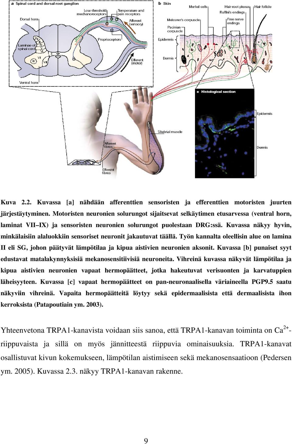 Kuvassa näkyy hyvin, minkälaisiin alaluokkiin sensoriset neuronit jakautuvat täällä. Työn kannalta oleellisin alue on lamina II eli SG, johon päätyvät lämpötilaa ja kipua aistivien neuronien aksonit.