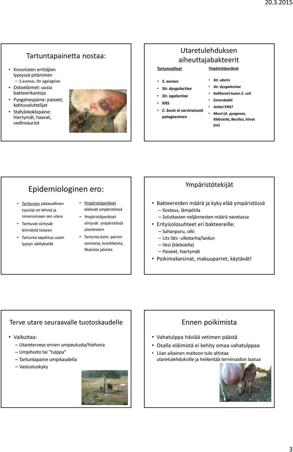 aiheuttajabakteerit S. aureus Str. dysgalactiae Str. agalactiae KNS C. bovis ei varsinaisesti patogeeninen Ympäristöperäiset Str. uberis Str. dysgalactiae Koliformit kuten E.