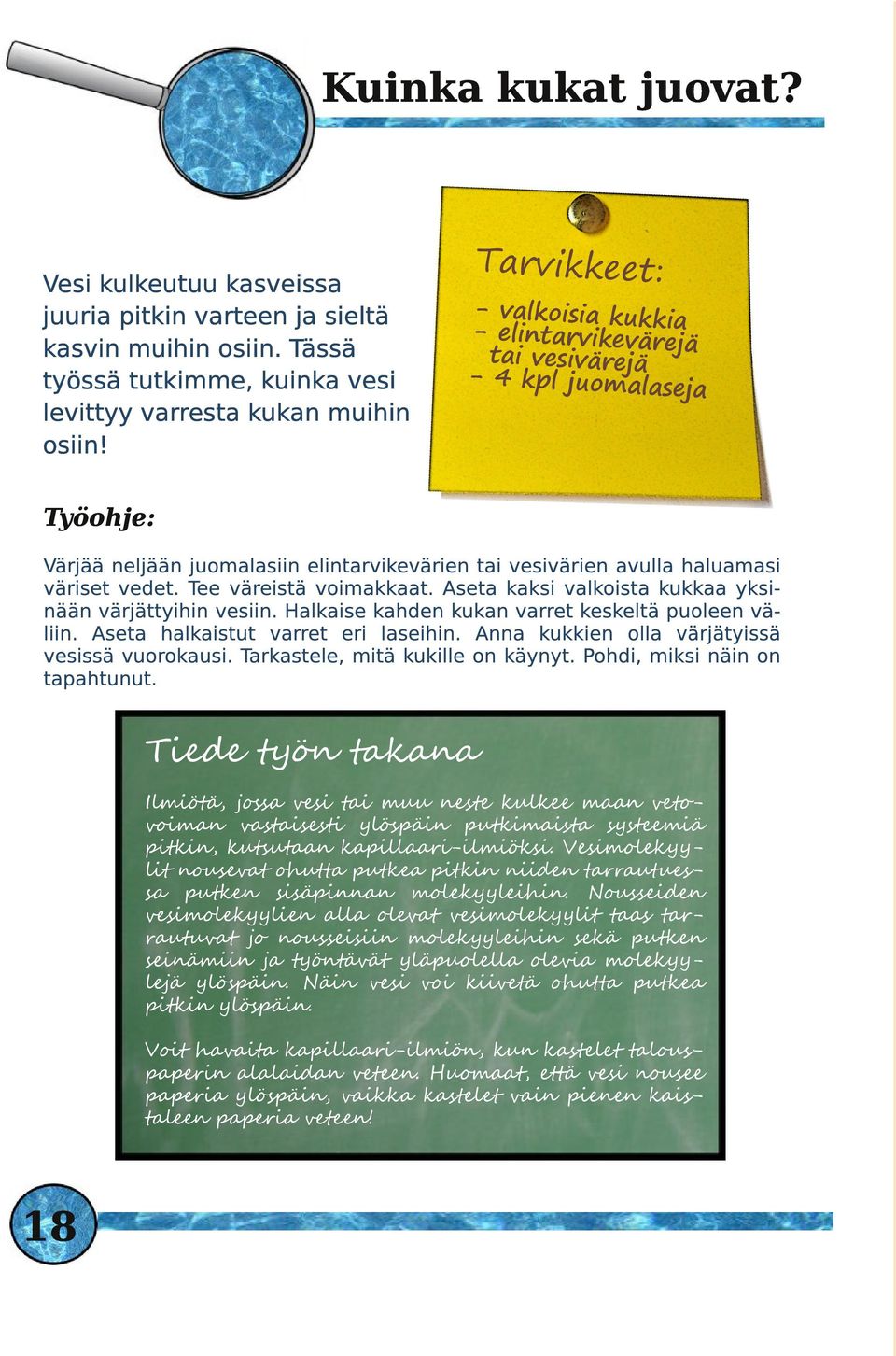 Aseta kaksi valkoista kukkaa yksinään värjättyihin vesiin. Halkaise kahden kukan varret keskeltä puoleen väliin. Aseta halkaistut varret eri laseihin. Anna kukkien olla värjätyissä vesissä vuorokausi.