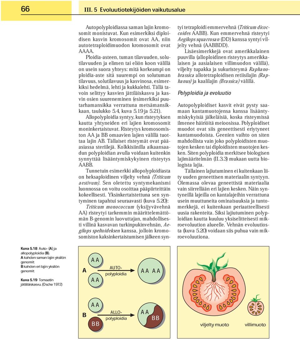 19 Tomaatin (Osche 1972) Evoluutiotekijöiden vaikutusalue A B AA AA AA BB Autopolyploidiset maan kantamuotojensa kasvit kanssa eivät pysty lisääntymiskykyisiä ilmenee häiriöitä jälkeläisiä,