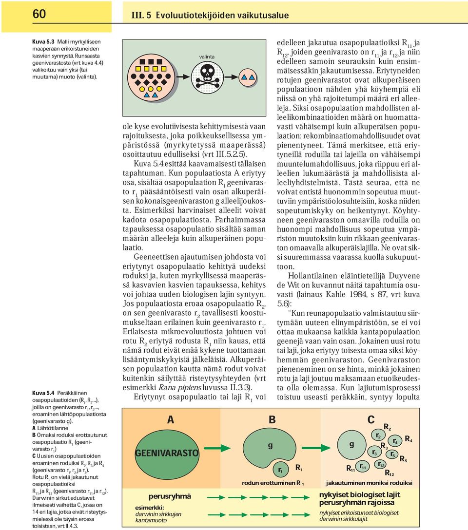 B osapopulaatio Omaksi roduksi R erottautunut varasto r 1 (geeni- C Uusien 1 ) eroaminen osapopulaatioiden (geenivarasto roduiksi r R 2, R 3 ja R 4 Rotu R 1, r 2 ja r 3 ).