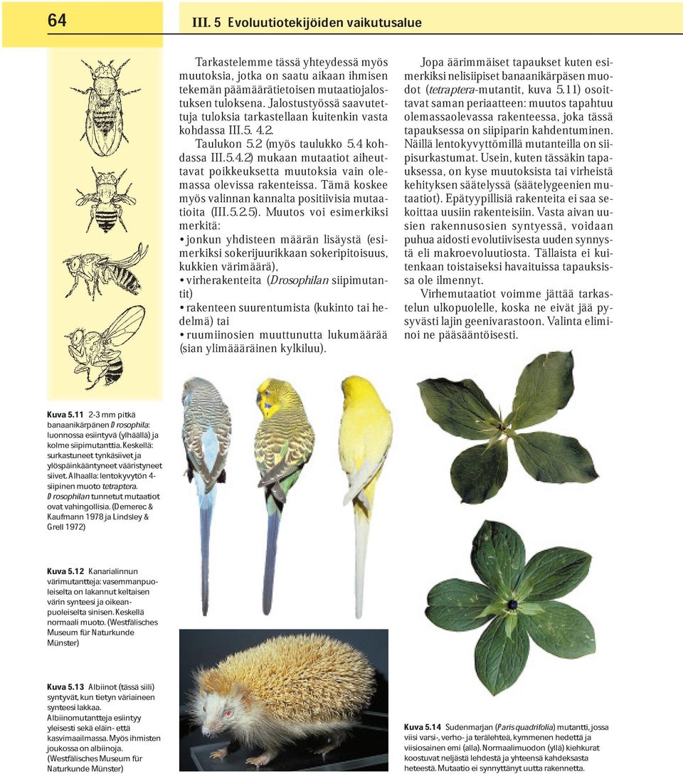 12 Kanarialinnun leiselta on lakannut vasemmanpuo- värin synteesi ja oikeanpuoleiselta keltaisen normaali muoto. sinisen. (Westfälisches Keskellä Museum Münster) für Naturkunde syntyvät, Kuva 5.