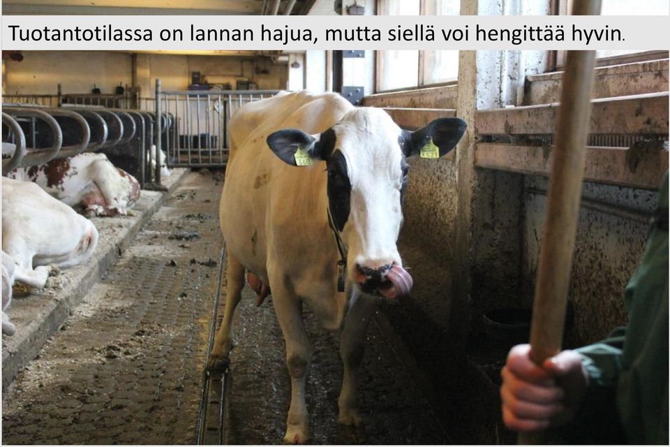 mutta siellä voi
