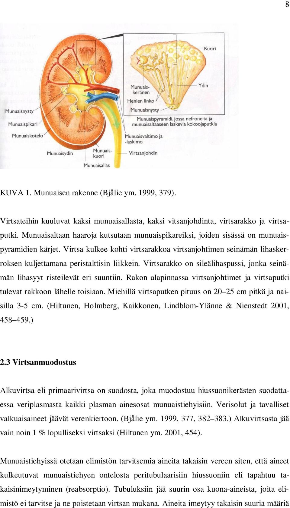 Virtsa kulkee kohti virtsarakkoa virtsanjohtimen seinämän lihaskerroksen kuljettamana peristalttisin liikkein. Virtsarakko on sileälihaspussi, jonka seinämän lihasyyt risteilevät eri suuntiin.