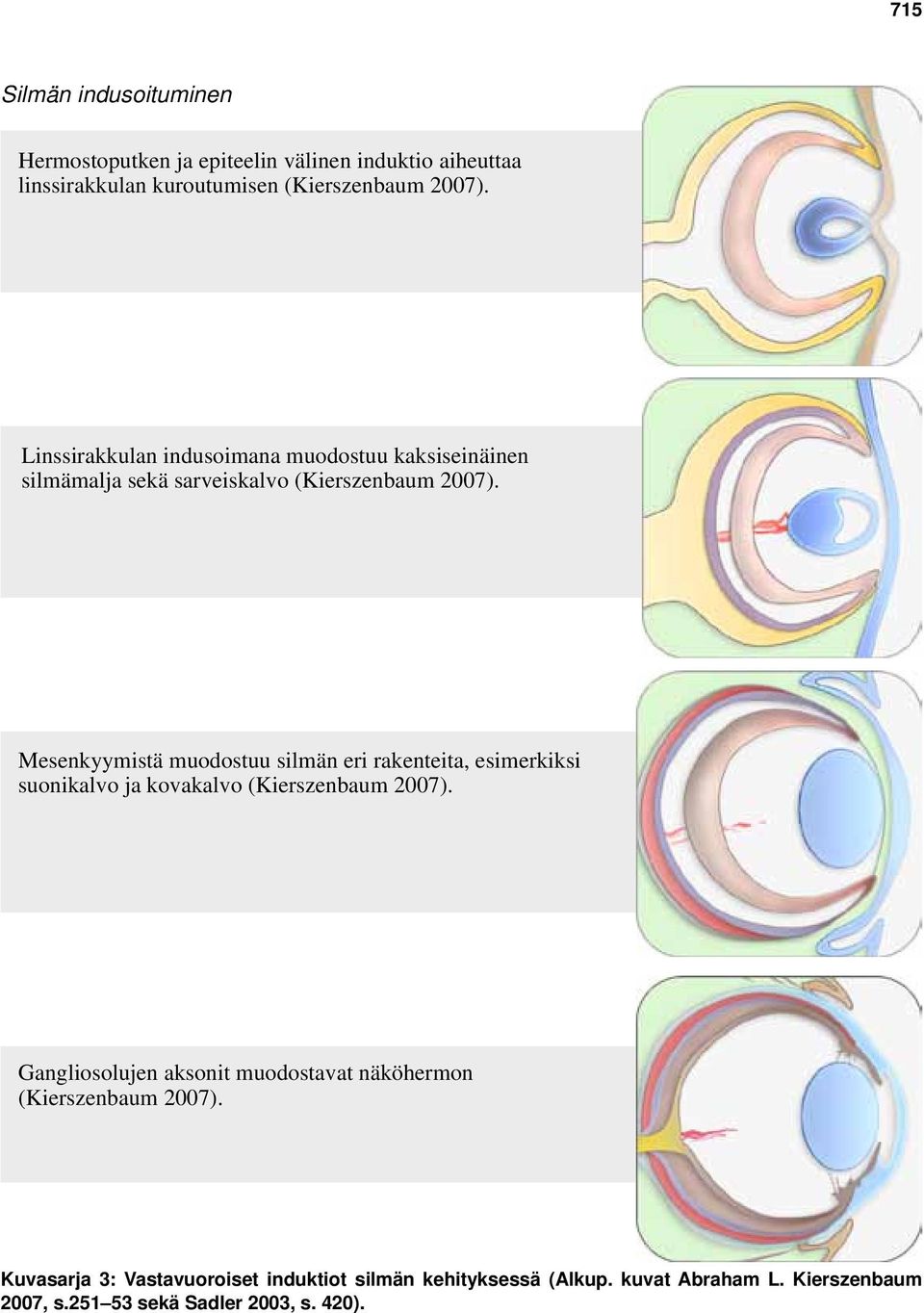 Mesenkyymistä muodostuu silmän eri rakenteita, esimerkiksi suonikalvo ja kovakalvo (Kierszenbaum 2007).