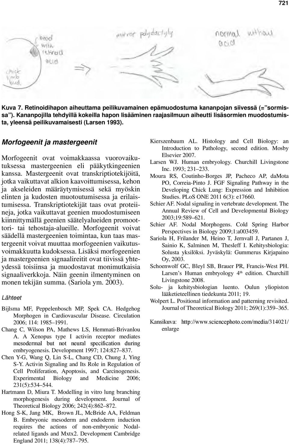 Morfogeenit ja mastergeenit Morfogeenit ovat voimakkaassa vuorovaikutuksessa mastergeenien eli pääkytkingeenien kanssa.