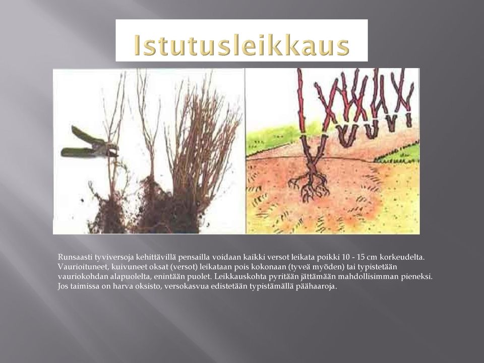 Vaurioituneet, kuivuneet oksat (versot) leikataan pois kokonaan (tyveä myöden) tai typistetään