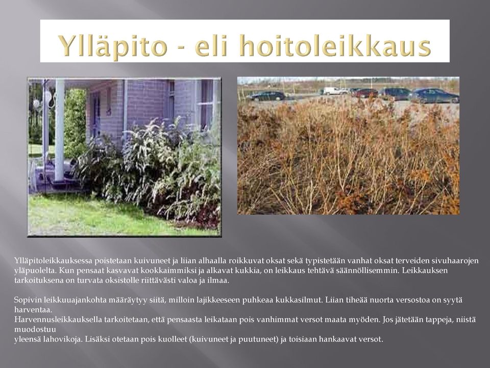 Sopivin leikkuuajankohta määräytyy siitä, milloin lajikkeeseen puhkeaa kukkasilmut. Liian tiheää nuorta versostoa on syytä harventaa.