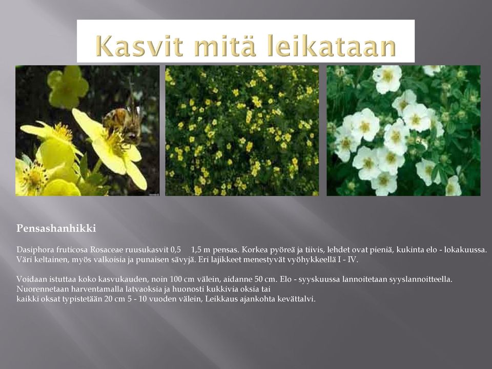 Eri lajikkeet menestyvät vyöhykkeellä I - IV. Voidaan istuttaa koko kasvukauden, noin 100 cm välein, aidanne 50 cm.