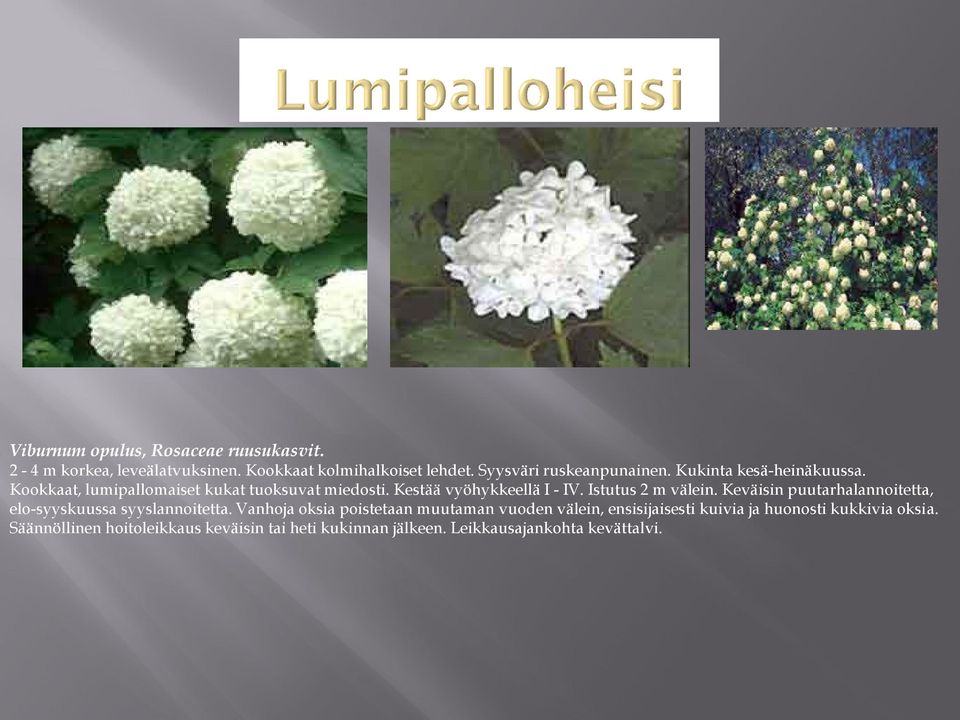 Kestää vyöhykkeellä I - IV. Istutus 2 m välein. Keväisin puutarhalannoitetta, elo-syyskuussa syyslannoitetta.
