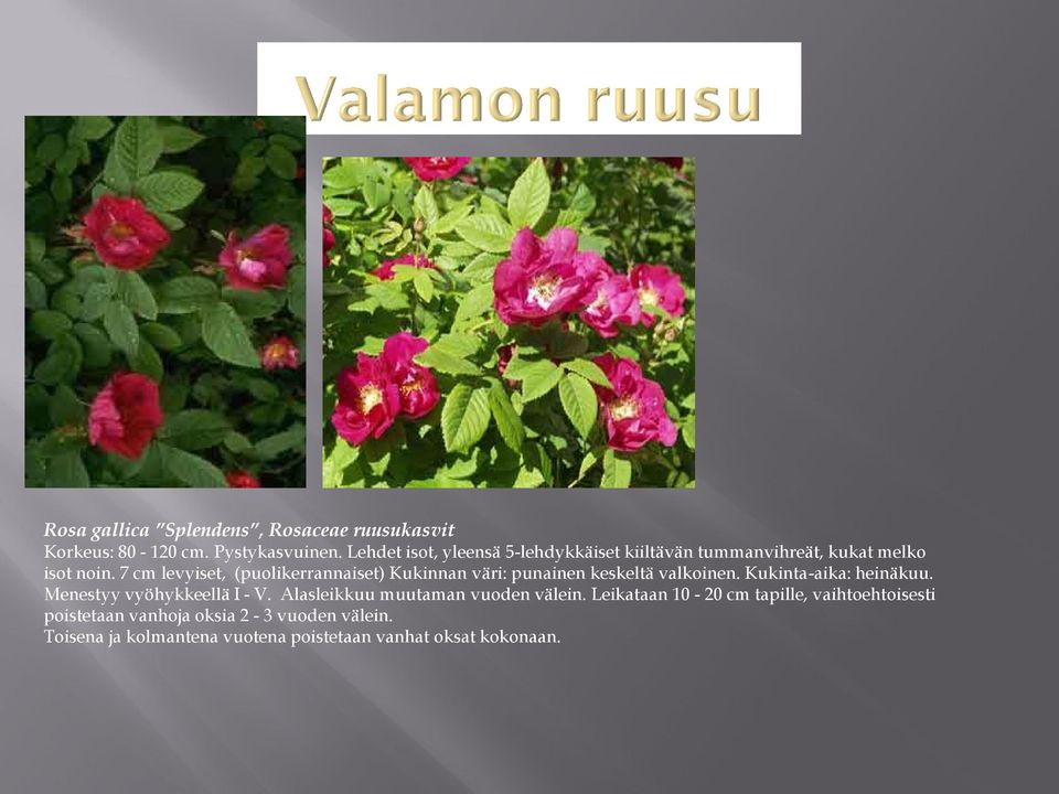 7 cm levyiset, (puolikerrannaiset) Kukinnan väri: punainen keskeltä valkoinen. Kukinta-aika: heinäkuu.