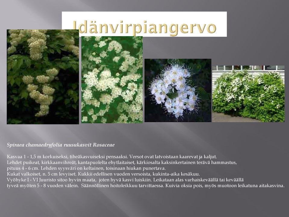 Lehden syysväri on keltainen, toisinaan hiukan punertava. Kukat valkoiset, n. 5 cm levyiset. Kukkii edellisen vuoden versoista, kukinta-aika kesäkuu.