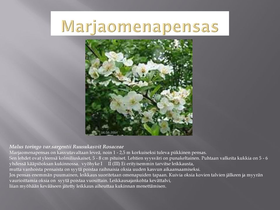 vyöhyke I II (III) Ei erityisemmin tarvitse leikkausta, mutta vanhoista pensaista on syytä poistaa raihnaisia oksia uuden kasvun aikaansaamiseksi.