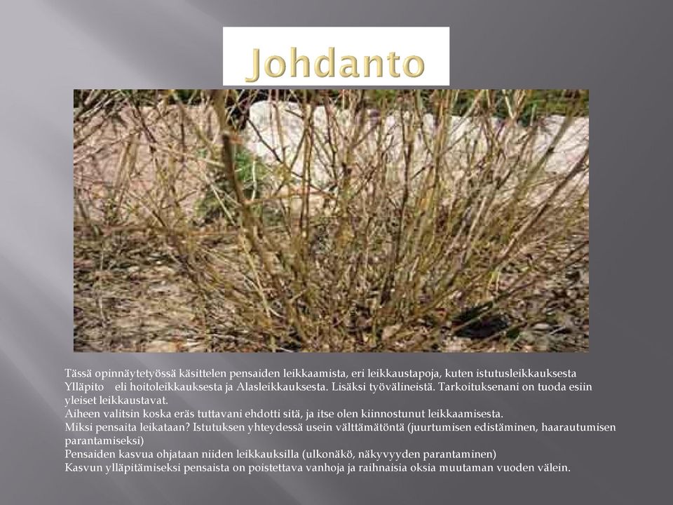 Aiheen valitsin koska eräs tuttavani ehdotti sitä, ja itse olen kiinnostunut leikkaamisesta. Miksi pensaita leikataan?