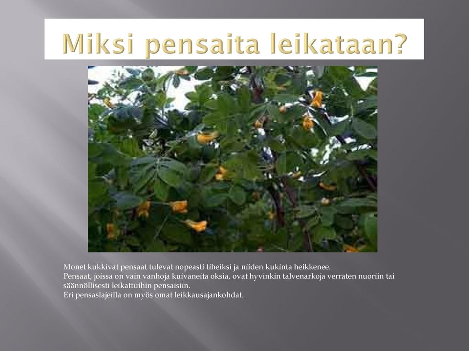 Pensaat, joissa on vain vanhoja kuivaneita oksia, ovat hyvinkin