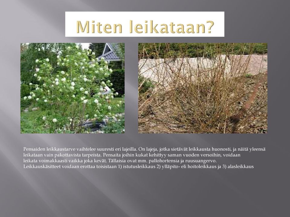 Pensaita joihin kukat kehittyy saman vuoden versoihin, voidaan leikata voimakkaasti vaikka joka kevät.