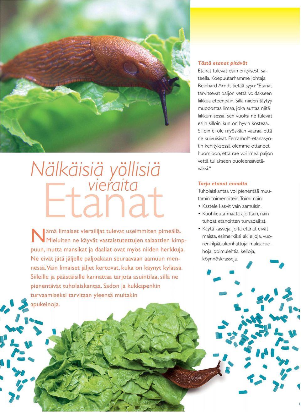 Siileille ja päästäisille kannattaa tarjota asuintilaa, sillä ne pienentävät tuholaiskantaa. Sadon ja kukkapenkin turvaamiseksi tarvitaan yleensä muitakin apukeinoja.