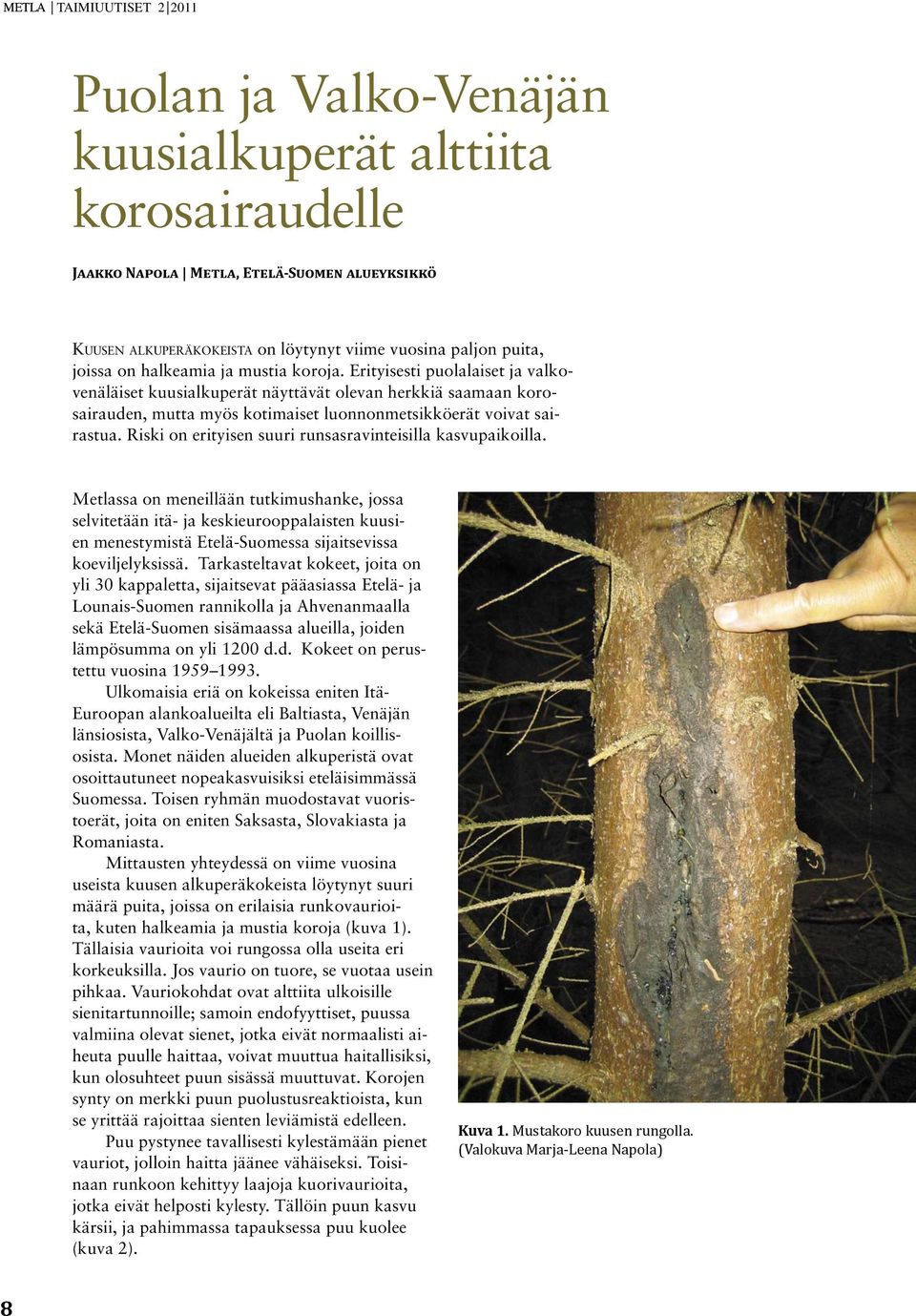 Erityisesti puolalaiset ja valkovenäläiset kuusialkuperät näyttävät olevan herkkiä saamaan korosairauden, mutta myös kotimaiset luonnonmetsikköerät voivat sairastua.