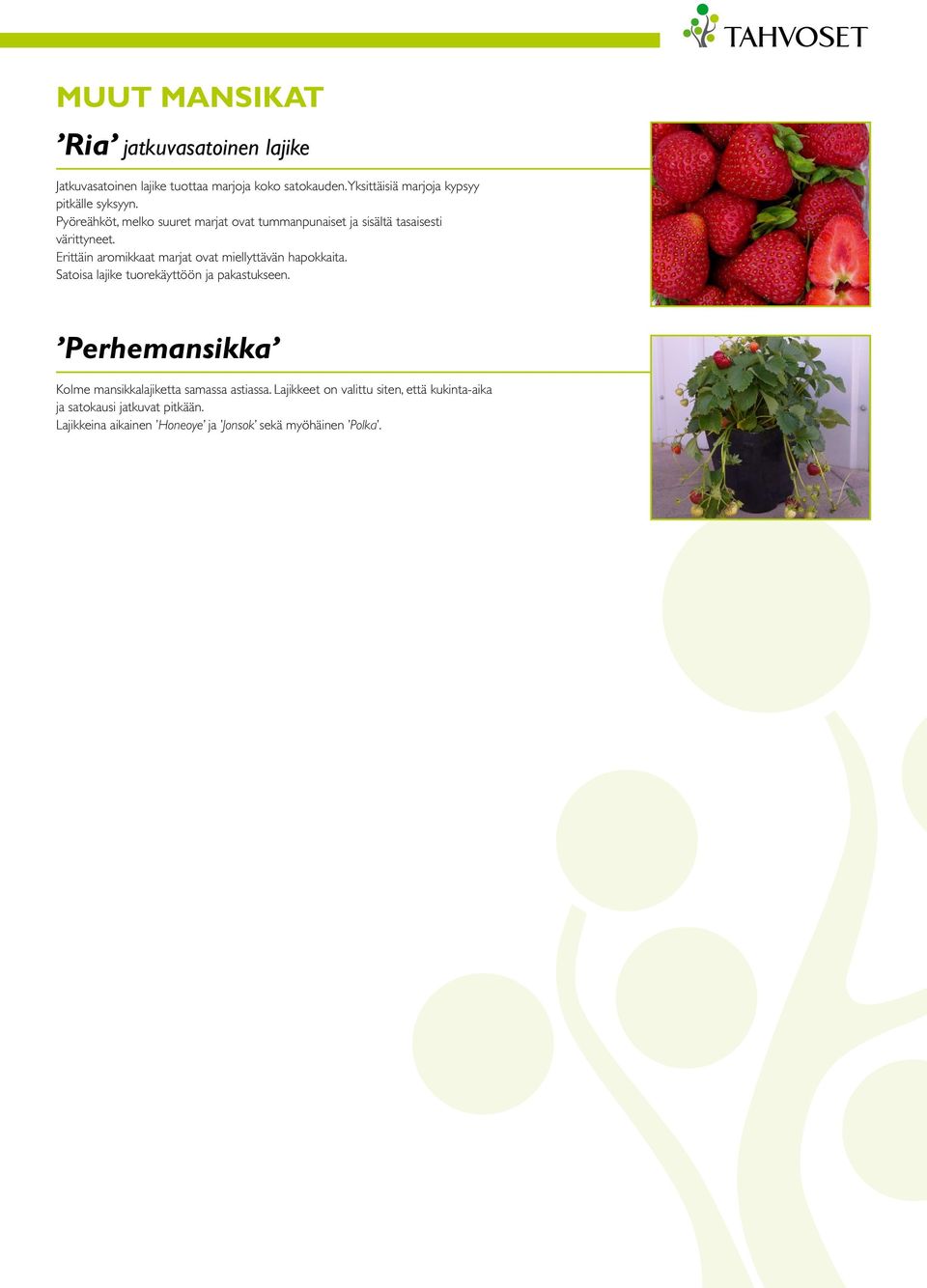 Erittäin aromikkaat marjat ovat miellyttävän hapokkaita. Satoisa lajike tuorekäyttöön ja pakastukseen.