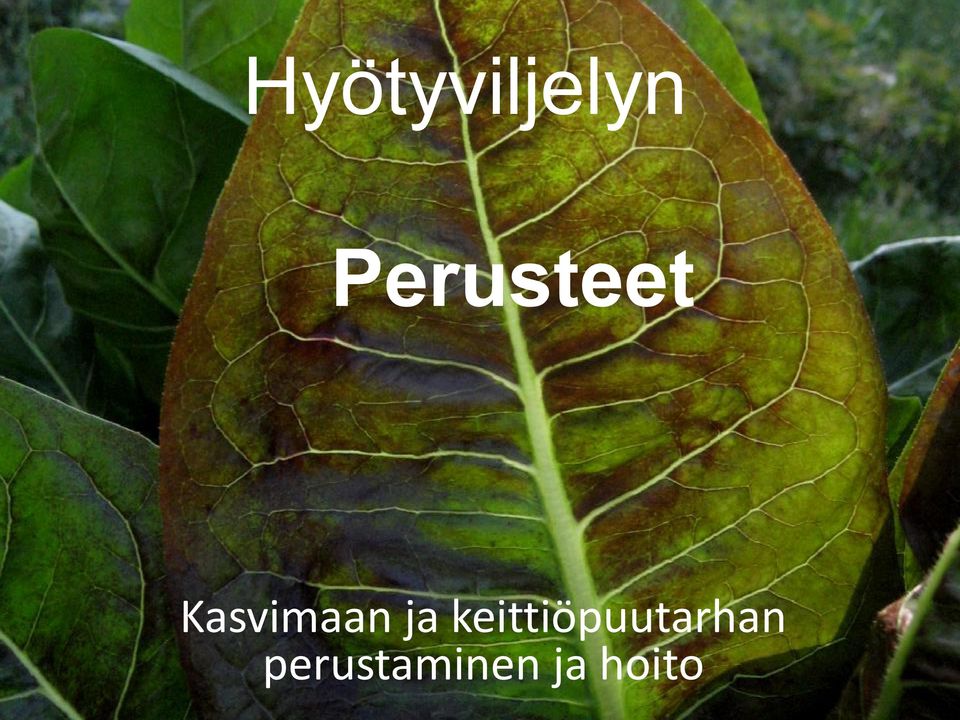 Kasvimaan ja