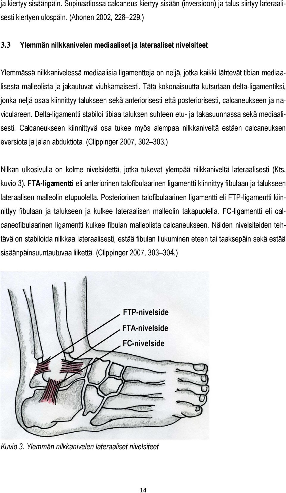 viuhkamaisesti. Tätä kokonaisuutta kutsutaan delta-ligamentiksi, jonka neljä osaa kiinnittyy talukseen sekä anteriorisesti että posteriorisesti, calcaneukseen ja naviculareen.