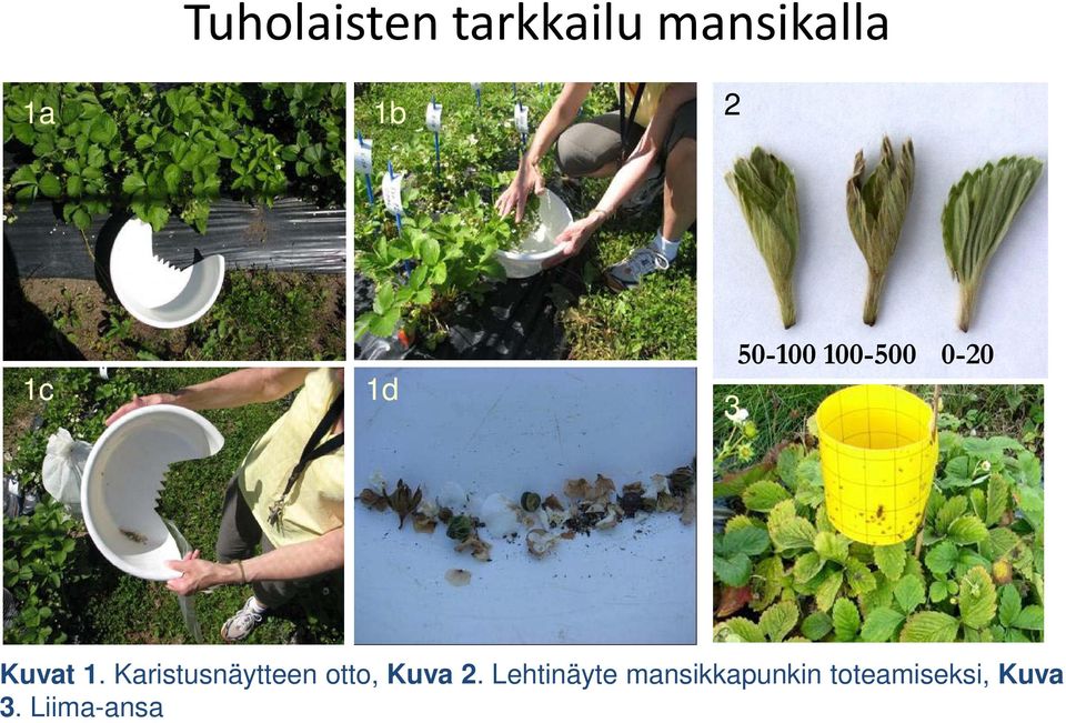 Karistusnäytteen otto, Kuva 2.