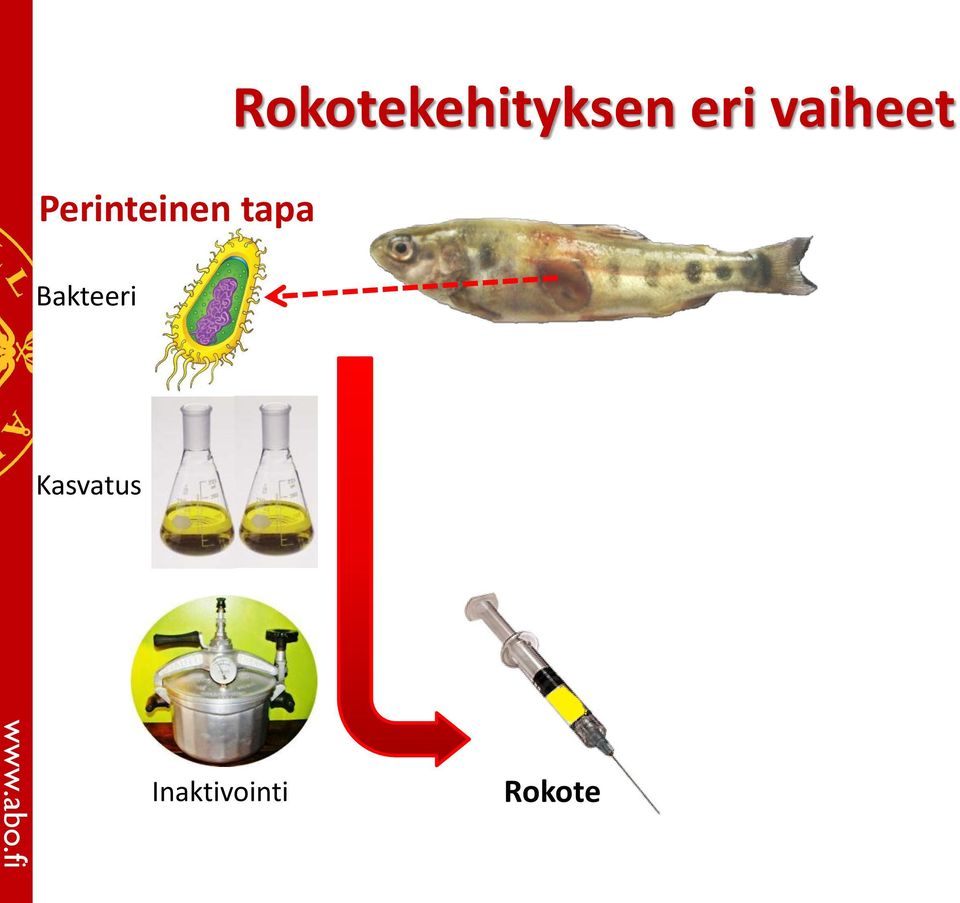 Rokotekehityksen eri