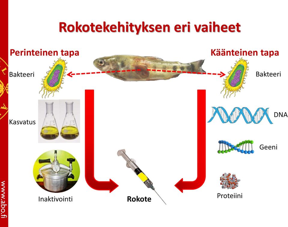 Käänteinen tapa Bakteeri