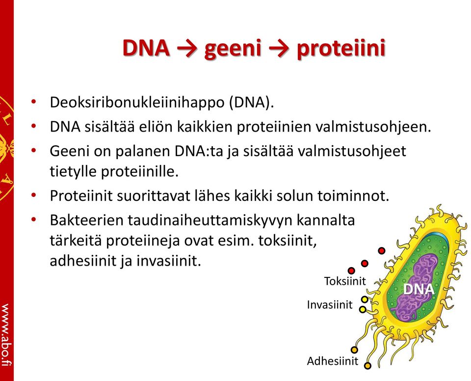 Geeni on palanen DNA:ta ja sisältää valmistusohjeet tietylle proteiinille.