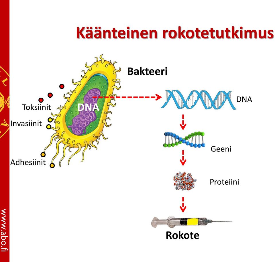 Toksiinit Invasiinit DNA