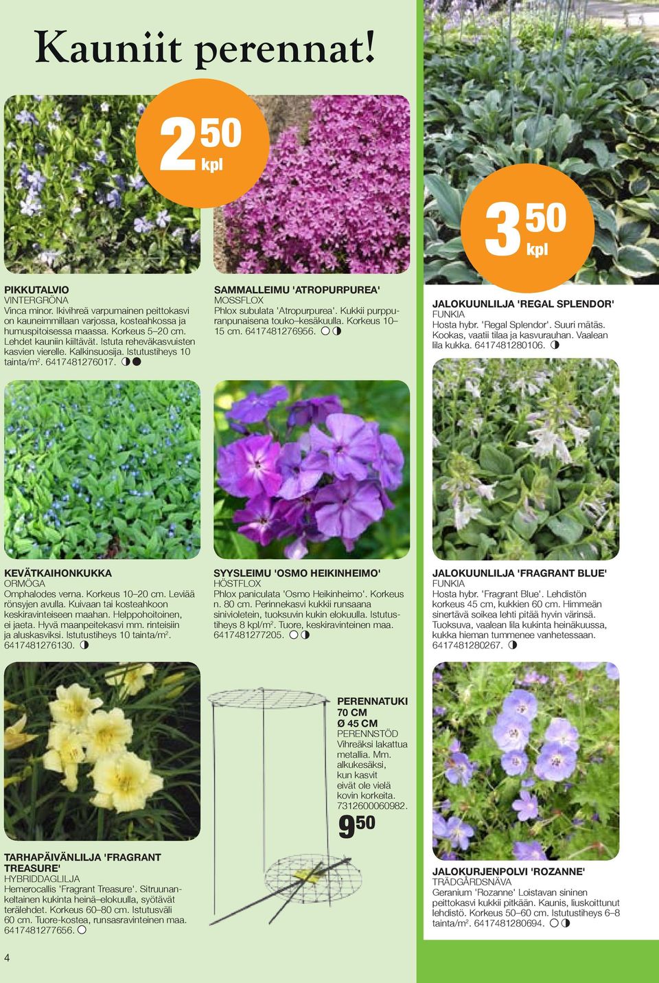 Kukkii purppuranpunaisena touko kesäkuulla. Korkeus 10 15 cm. 6417481276956. JALOKUUNLILJA 'REGAL SPLENDOR' FUNKIA Hosta hybr. 'Regal Splendor'. Suuri mätäs. Kookas, vaatii tilaa ja kasvurauhan.