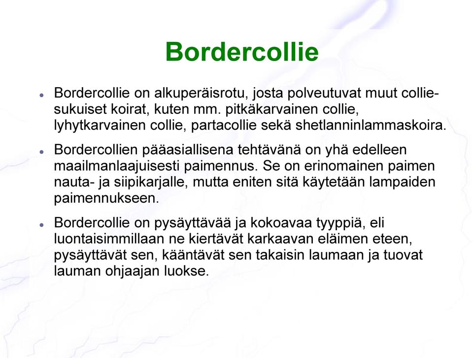 Bordercollien pääasiallisena tehtävänä on yhä edelleen maailmanlaajuisesti paimennus.