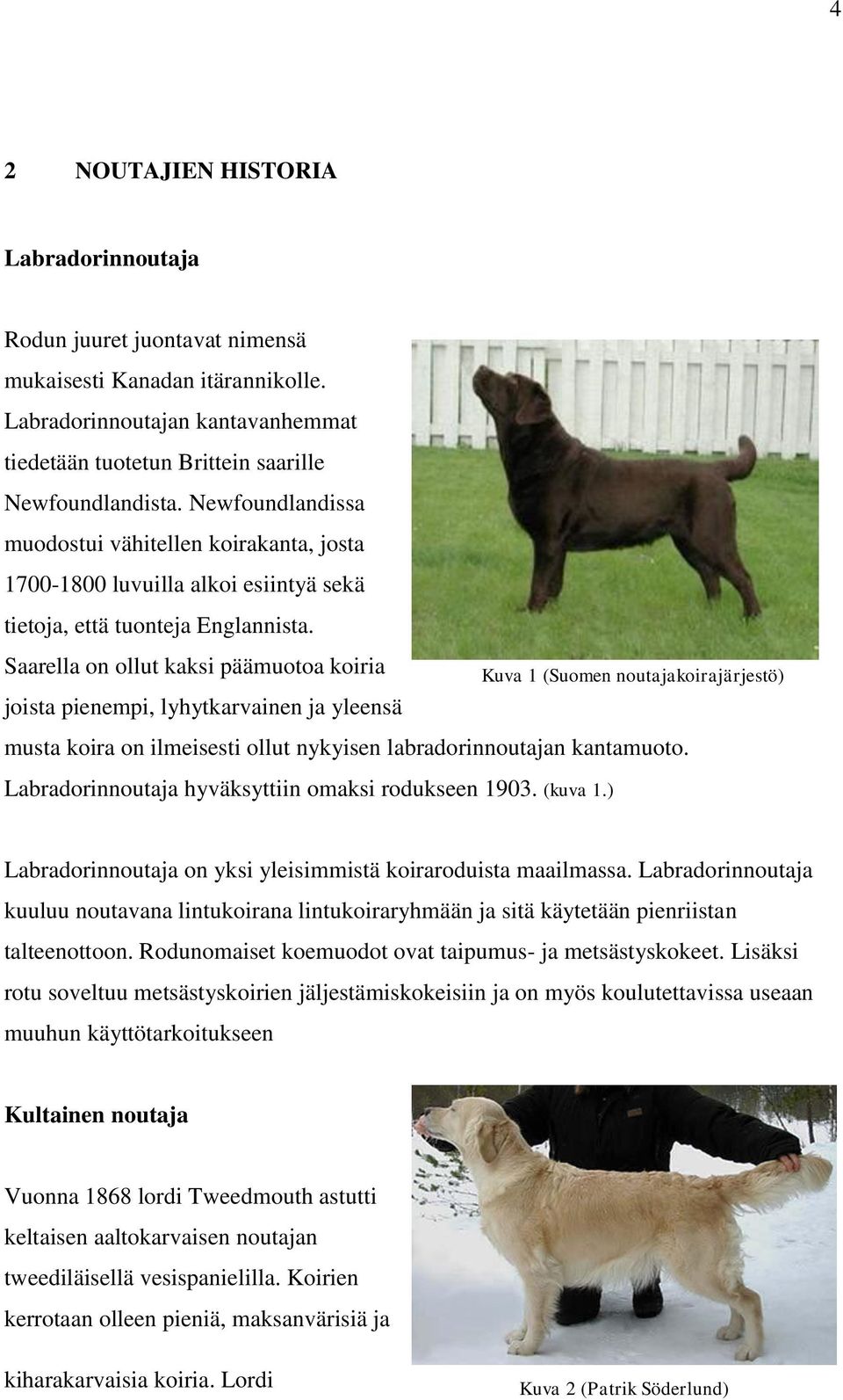 Saarella on ollut kaksi päämuotoa koiria joista pienempi, lyhytkarvainen ja yleensä Kuva 1 (Suomen noutajakoirajärjestö) musta koira on ilmeisesti ollut nykyisen labradorinnoutajan kantamuoto.