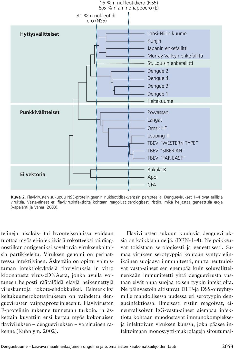 Flavivirusten sukupuu NS5-proteiinigeenin nukleotidisekvenssin perusteella. Denguevirukset 1 4 ovat erillisiä viruksia.