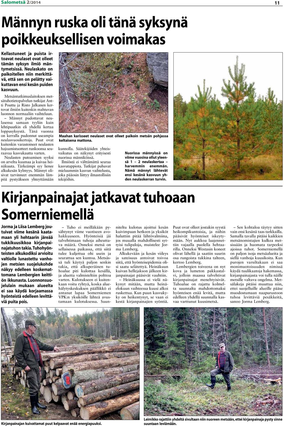 Metsäntutkimuslaitoksen metsätuhotietopalvelun tutkijat Antti Pouttu ja Risto Jalkanen kertovat ilmiön kuitenkin mahtuvan luonnon normaaliin vaihteluun.