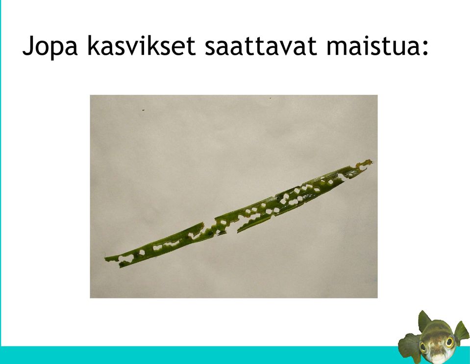 saattavat