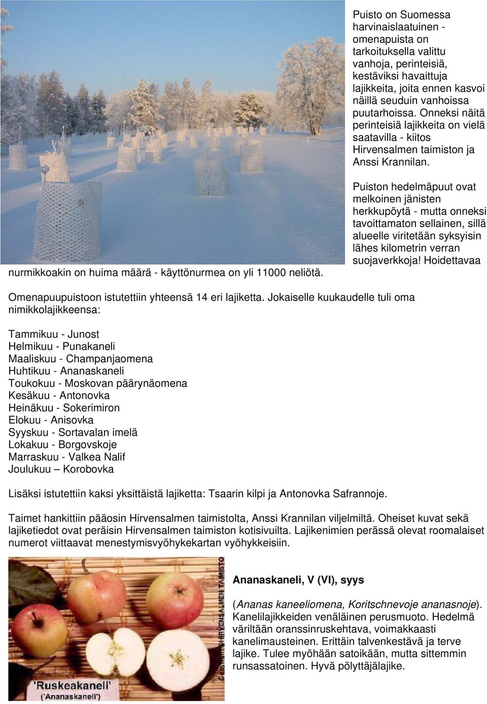 Puiston hedelmäpuut ovat melkoinen jänisten herkkupöytä - mutta onneksi tavoittamaton sellainen, sillä alueelle viritetään syksyisin lähes kilometrin verran suojaverkkoja!