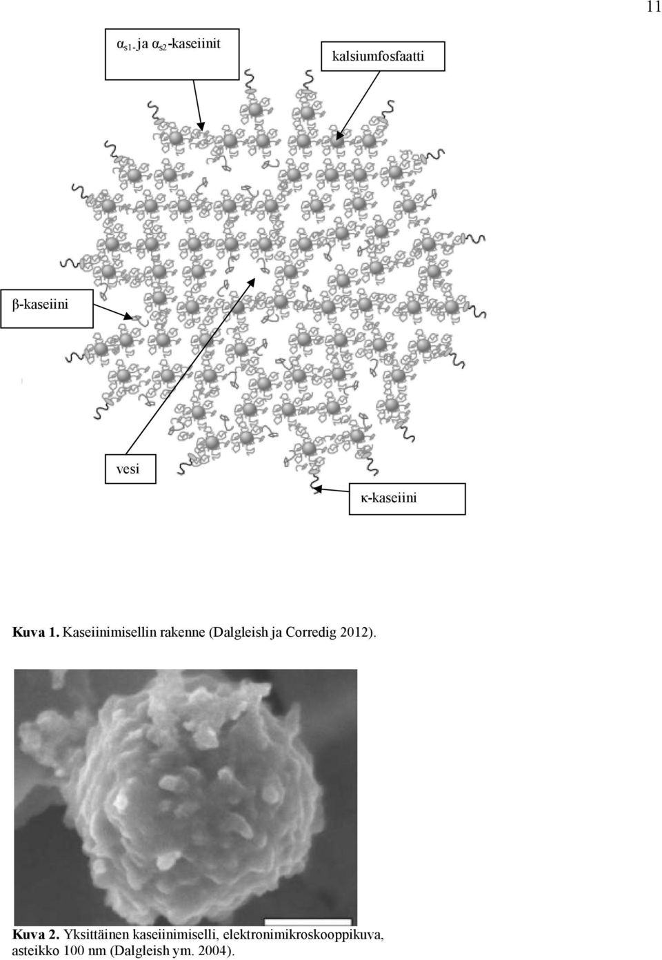 Kaseiinimisellin rakenne (Dalgleish ja Corredig 2012).