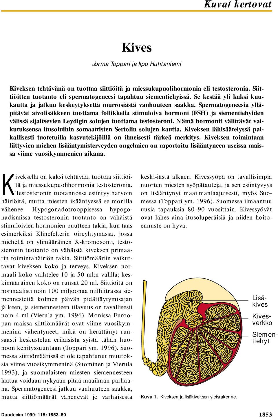 ermatogeneesia ylläpitävät aivolisäkkeen tuottama follikkelia stimuloiva hormoni (FH) ja siementiehyiden välissä sijaitsevien Leydigin solujen tuottama testosteroni.