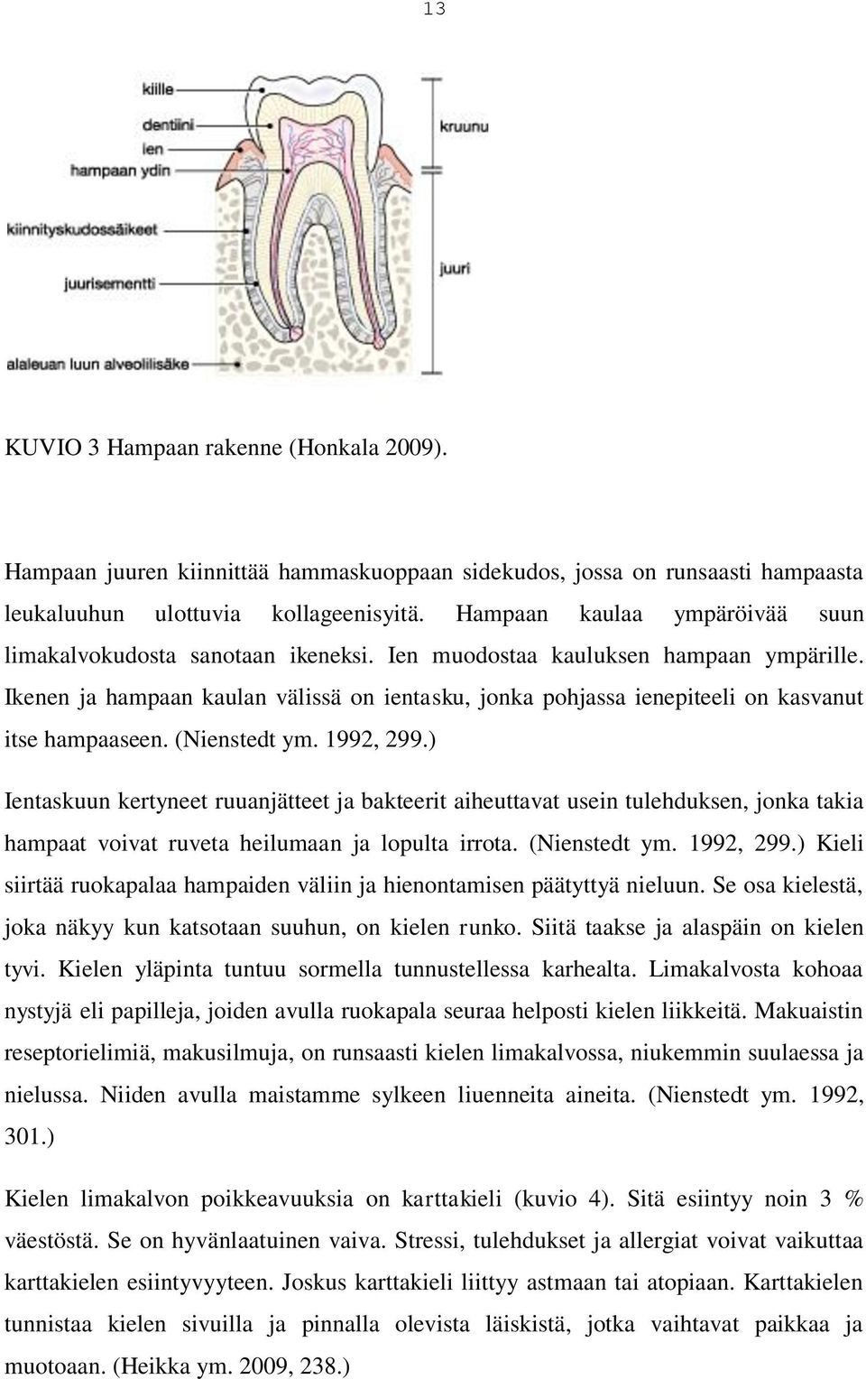 Ikenen ja hampaan kaulan välissä on ientasku, jonka pohjassa ienepiteeli on kasvanut itse hampaaseen. (Nienstedt ym. 1992, 299.