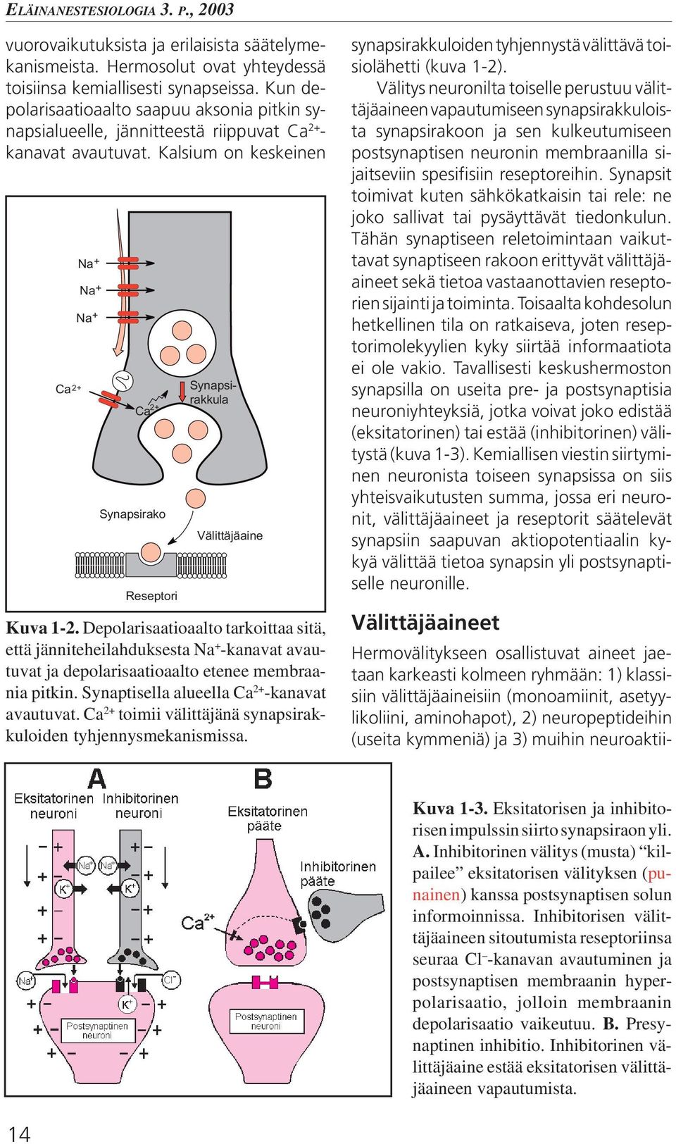 Kalsium on keskeinen Ca Na+ Na+ Na+ 2+ Ca 2+ Synapsirako Reseptori Synapsirakkula Välittäjäaine Kuva 1-2.