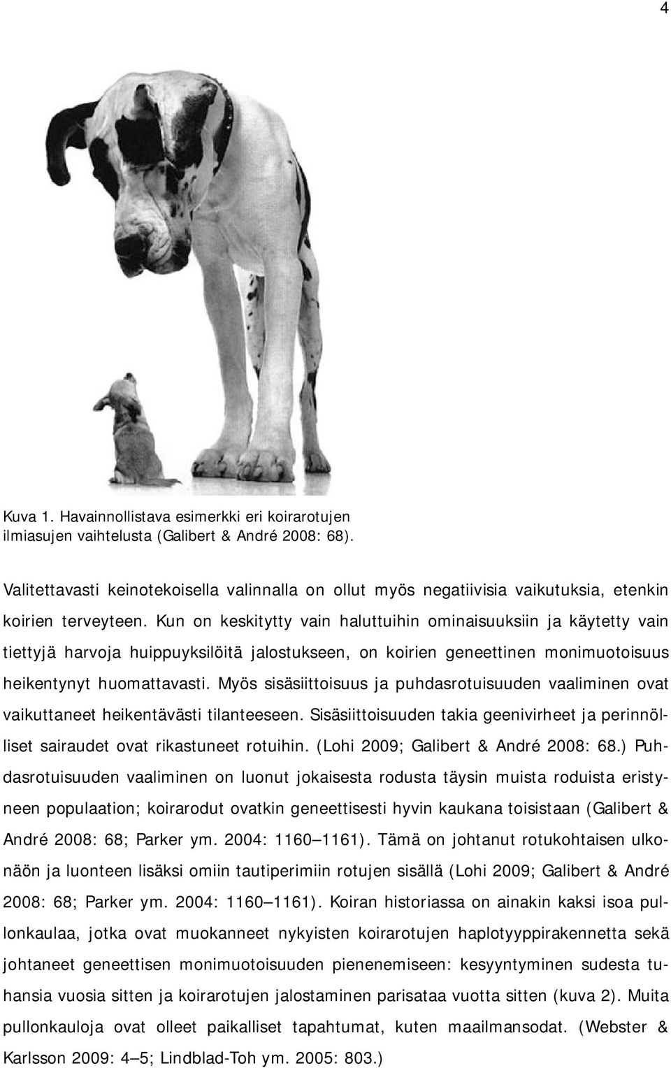 Kun on keskitytty vain haluttuihin ominaisuuksiin ja käytetty vain tiettyjä harvoja huippuyksilöitä jalostukseen, on koirien geneettinen monimuotoisuus heikentynyt huomattavasti.