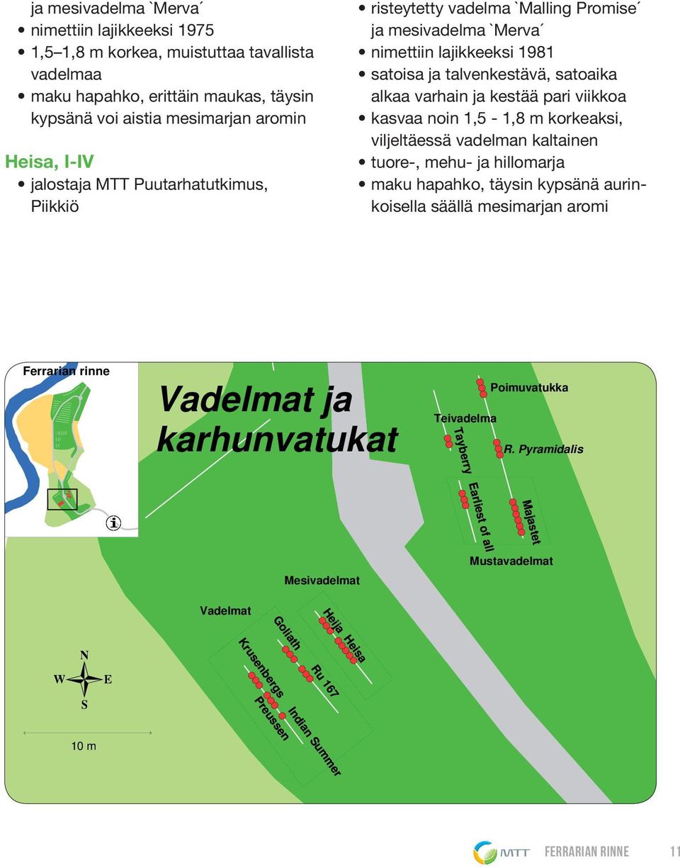 1,5-1,8 m korkeaksi, viljeltäessä vadelman kaltainen tuore-, mehu- ja hillomarja maku hapahko, täysin kypsänä aurinkoisella säällä mesimarjan aromi Ferrarian rinne Vadelmat ja karhunvatukat