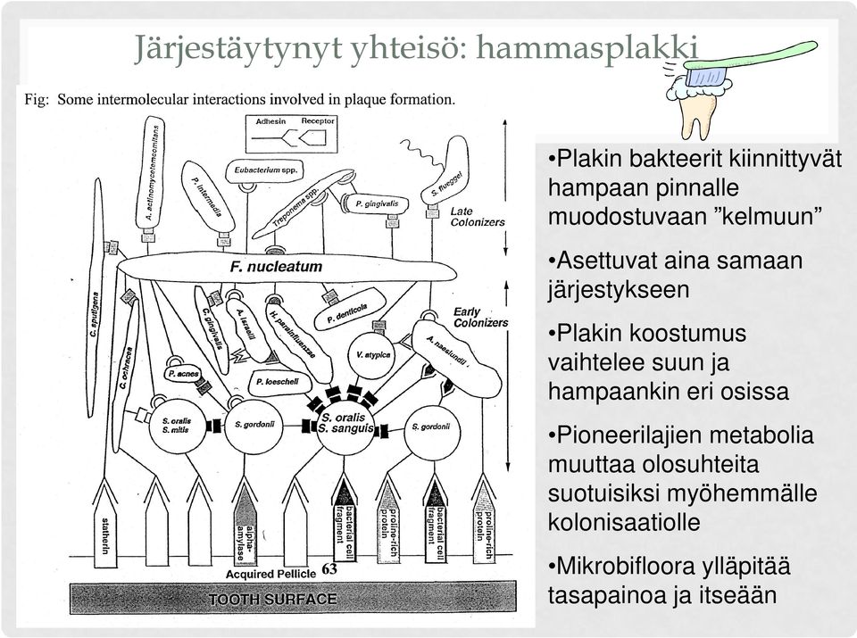 koostumus vaihtelee suun ja hampaankin eri osissa Pioneerilajien metabolia