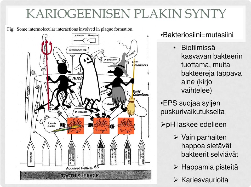 vaihtelee) EPS suojaa syljen puskurivaikutukselta ph laskee edelleen